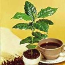 Dwf Coffee Bean Tree 10 Seeds-Coffea arabica nana