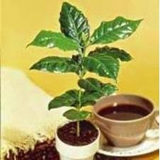 Kona Coffee Bean 10 Tree Seeds - Coffea - Gourmet!