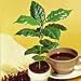 Kona Coffee Bean 10 Tree Seeds - Coffea - Gourmet!