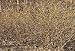 Shrub, \