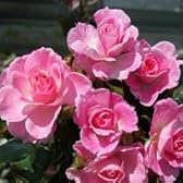 バラ苗 ストロベリーダイキリ 国産大苗6号鉢 ハイブリッドティー(HT) 四季咲き大輪 ピンク系