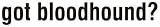 Bloodhound - Got Bloodhound T-shirt