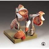 Male Genital Organs Professional Anatomical Model