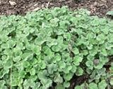 Horehound Herbal Tea