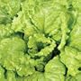 Simpson Black-Seeded Lettuce