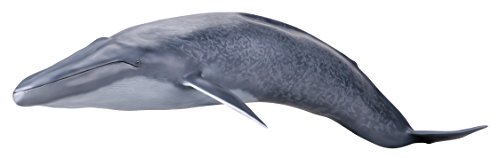 blue whale figure