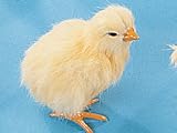 Baby Chicken Collectible Chick Figurine Bird Statue Decoration Model