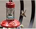 Dr. JB's Clean Hummingbird Feeder