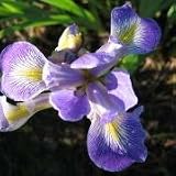 Northern Blue Flag (Iris versicolor) - Jumbo Wildflower Seed Packet