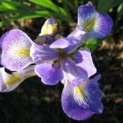 Northern Blue Flag (Iris versicolor) - Jumbo Wildflower Seed Packet