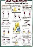 Triceps / Forearm Muscles Chart