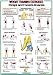 Triceps / Forearm Muscles Chart