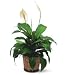 Small Spathiphyllum Plant