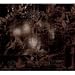 Live at Roadburn 2008 von Wolves in the Throne Room - alle Infos