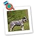 Dogs Australian Cattle - Australian Cattle Dog - Quilt Squares