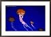 Jellyfish in Monterey Bay Aquarium, Monterey Bay, USA Framed Photographic Poster Print by John Elk III, 29x21