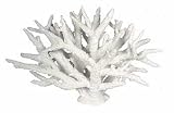 Pacific Staghorn Coral - Large White