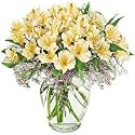 Lilies - Peruvian Dream(New Year Offer: Free Shipping)