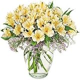Lilies - Peruvian Dream