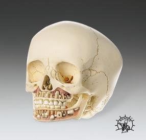 Child Second Dentition Skull Anatomical Model Dental