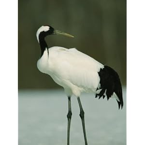 A Portrait of a Japanese or Red-Crowned Crane Photographic Poster Print 42x56