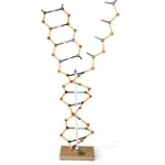 DNA 