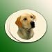 Yellow Labrador Retriever Coasters Set of 4 from the Winter Churchill Collection