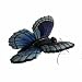 Blue Butterfly