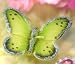 Floating Green Butterfly Candles (6 candles per box)