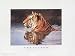 Tiger Reflection by Robert Cushman Hayes Fine Art Print / Poster 24.00 x 18.00 in.