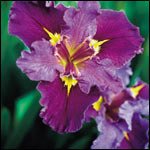 Jack Attack Louisiana Iris