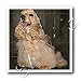 cocker_spaniel32cocker spaniel - Cocker Spaniel 10x10 Iron On Heat Transfer For
