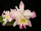 Potinara Clouds Creek 'Heavenly Scent' (cattleya orchid)