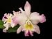 Potinara Clouds Creek 'Heavenly Scent' (cattleya orchid)
