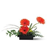 Teleflora's Zen Gerbera Bowl