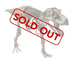 Discovery 3-Foot Ultimate T-Rex Skeleton