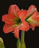Amaryllis BELLADONNA ® (hippeastrum)