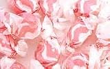 Cran Raspberry Candy Gourmet Salt Water Taffy 1 Pound Bag