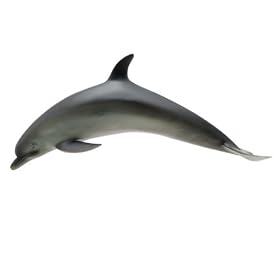 Click here to buy Bottlenose Dolphin Marine Life Toy Model by Favorite Collection.