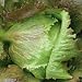 Organic Crisphead Red Iceburg Lettuce 550 Seeds