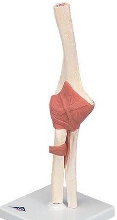 Anatomical Innovations 1418 Deluxe Functional Elbow Joint Model