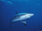 A Caribbean Reef Shark Cruising in Clear Blue Waters Artists Photographic Poster Print, 18x24