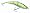 Sexy Blue Back Herring