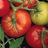 Organic Double Rich Slicing Tomato Plant - ORDER NOW ! - B001LVEGZ2