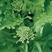 Organic Broccoli Raab 100 Seeds