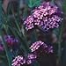 Grow Your Secret Garden Verbena Bonariensis 200 Seeds-Flowering Beauty