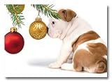 English Bulldog Adorable Puppy Dog with Nose Pressed on Ornament Bulb ~ Box (Dozen - 12) Holiday Christmas Cards