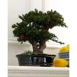 Preserved Bonsai Tree