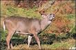 DEL TRULIFE DEER TARGET