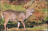 DEL TRULIFE DEER TARGET